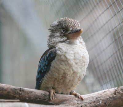 Blue winged Kookaburra 2.jpg