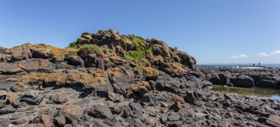 Plants on rocks at seafront 1.jpg