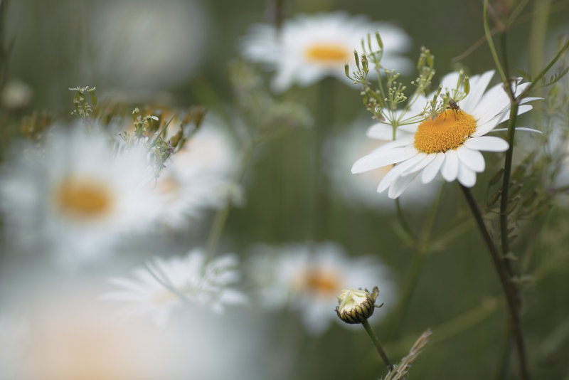 20130617 - Daisies