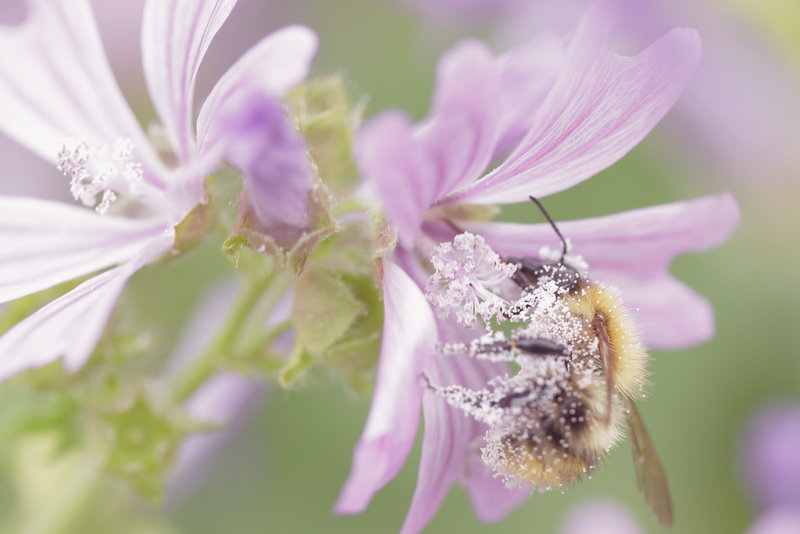 20130710 - Snowy Bee