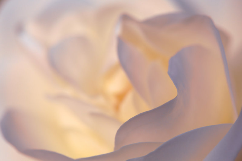 20130711 - Rose