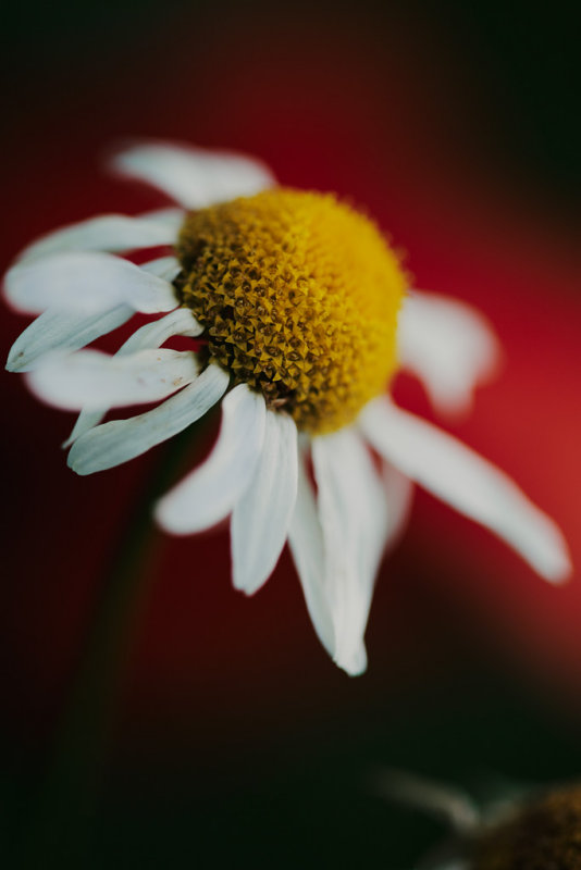 20130730 - Daisys Popping Off