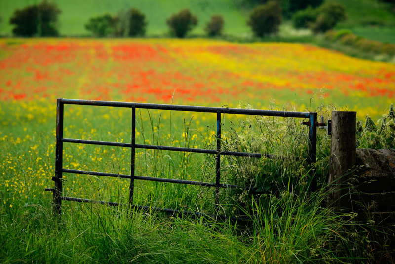 20160617 - Gate and Poppies