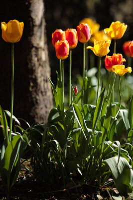 20130513 - Tulips