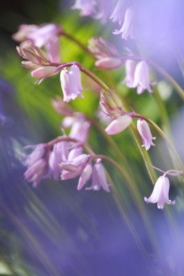 20130525 - Pinkbells through Bluebells