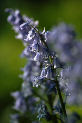 20130607 - Bluebells