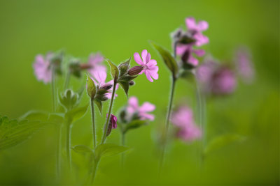 20130611 - Red Campion