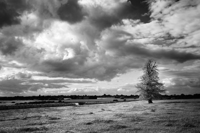 20130819 - Tree