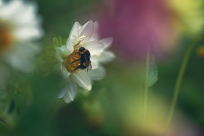20130911 - Bee-draggled