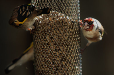 20130914 - Feeding Time