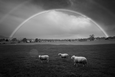 20130916 - Some-Sheep Under the Rainbow