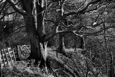 20140207 - Tree