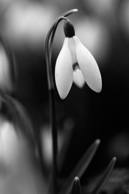 20140209 - Snowdropped