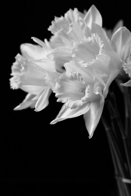 20140212 - Don't be Daffed.