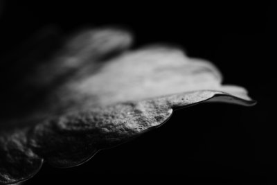 20140215 - Leaf