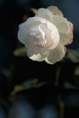 20140305 - Rose by Cyclelight