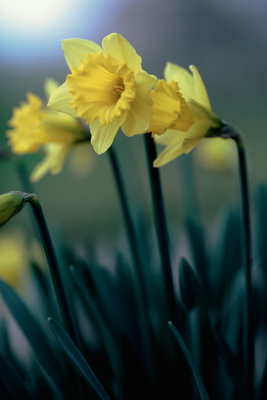 20140314 - Just Daffed