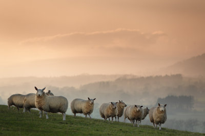 20140401 - Sunset Sheep