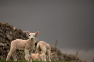 20140406 - Ear Ear