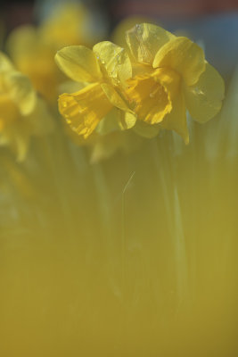20140423 - Daffs