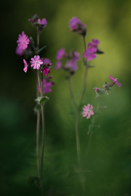20140516 - Red Campion
