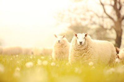 20140520 - Sheep