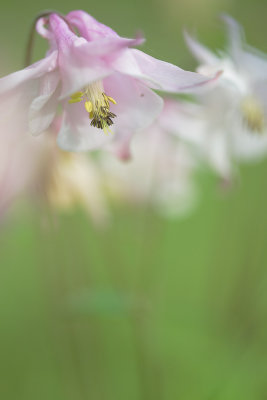 20140526 - Aquilegia