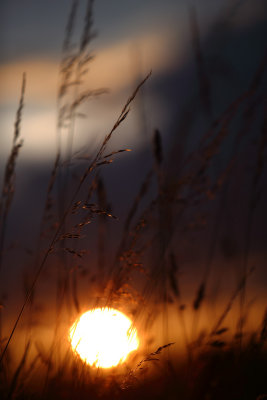 20140720 - Sunset on Grass