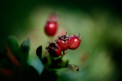 20140823 - Berried