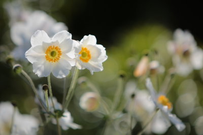 20140907 - Flowery