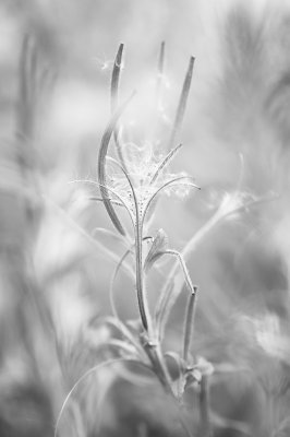 20140909 - Seedy Shot