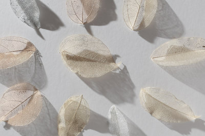 20140915 - Leaves of Invitation