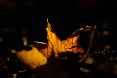 20141001 - Dont Leaf Me In the Dark