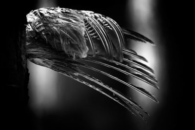 20150124 - Wings