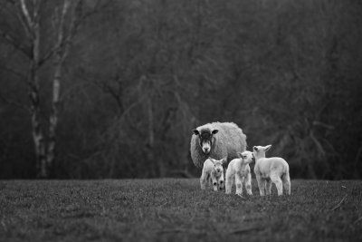 20150316 - More New Baas