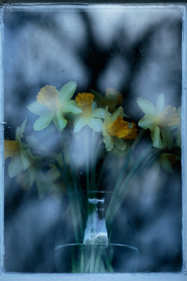 20150328 - Daffed Culloden