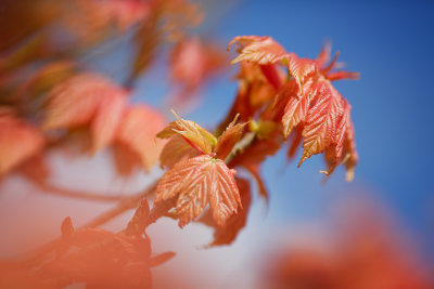 20150426 - Leaves of Orange