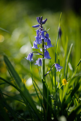 20150428 - Bells of Blue