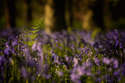 20150513 - Bluebells