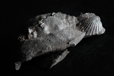 20150524 - Craggy Old Fossil