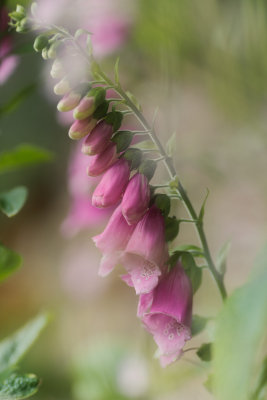 20150702 - Foxglove