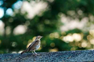 20150707 - Shed Hopper