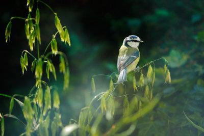 20150709 - Breakfasting Bluetit