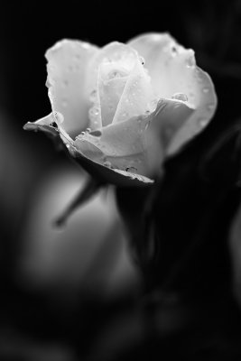 20150713 - Raindrops on Roses