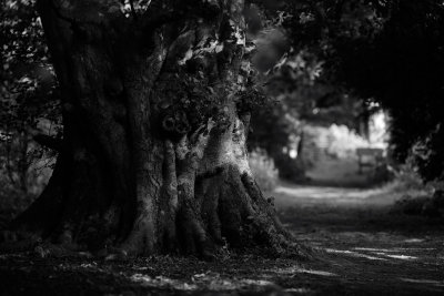 20150718 - A Favourite Tree