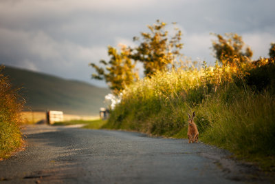 20150719 - Hare Today