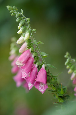 20150722 - More Foxgloves