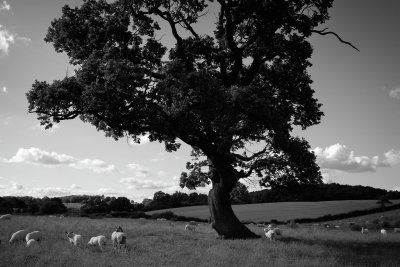 20150730 - Beneath the Twisty Tree