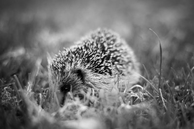 20150830 - Hedgehog