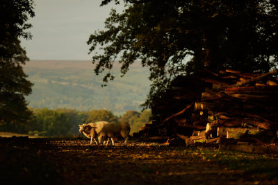 20151012 - Sheep and Logs